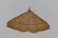 Paracolax tristalis