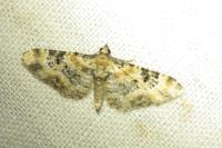 Eupithecia pulchellata