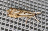 Catoptria falsella