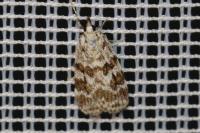 Scoparia pyralella