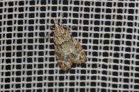 Eudonia mercurella