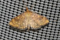 Anania verbascalis