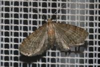 Eupithecia haworthiata
