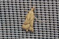 Synaphe punctalis