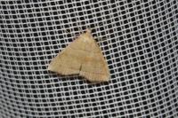 Herminia tarsicrinalis