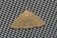 Herminia tarsicrinalis