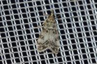 Eudonia lacustrata