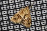 Cynaeda dentalis