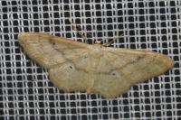 Idaea deversaria