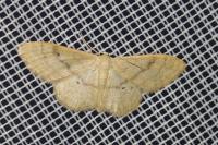 Idaea deversaria