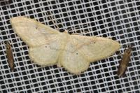 Idaea deversaria
