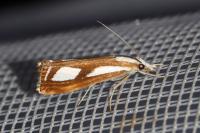 Catoptria gr. permutatellus