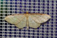 Idaea humiliata