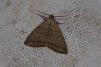 Herminia grisealis