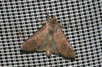 Parastichtis suspecta