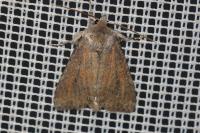 Parastichtis suspecta