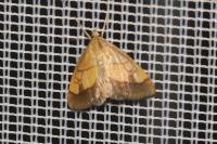 Evergestis limbata