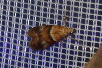 Acrobasis repandana