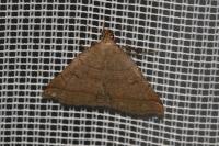 Zanclognatha lunalis
