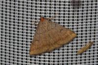 Zanclognatha lunalis