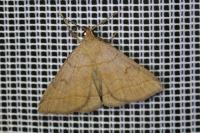 Zanclognatha lunalis