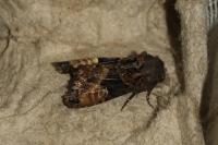 Euplexia lucipara