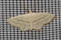 Scopula nigropunctata