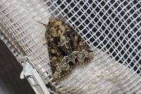 Oligia strigilis
