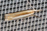 Crambus pascuella