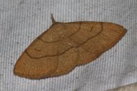 Paracolax tristalis
