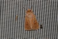 Mythimna ferrago