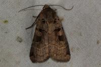 Xestia triangulum