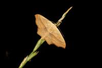 Scopula imitaria