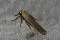 Manulea complana