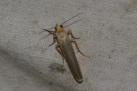 Manulea complana