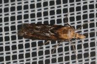Ancylosis cinnamomella