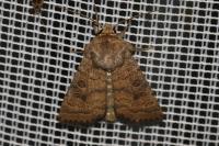 Hoplodrina octogenaria