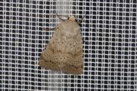 Hoplodrina respersa