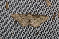 Peribatodes rhomboidaria rhomboidaria