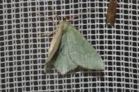 Hemithea aestivaria