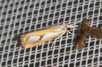 Catoptria pinella