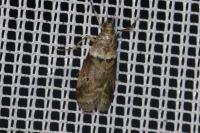 Acrobasis consociella