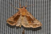 Autographa jota