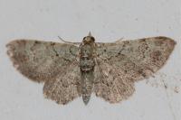 Pasiphila rectangulata
