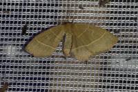 Trisateles emortualis