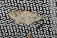 Hydrelia sylvata