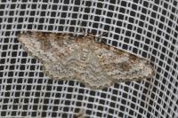 Hydrelia sylvata