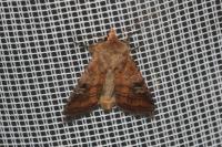 Diarsia brunnea