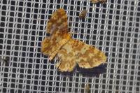 Hydrelia flammeolaria