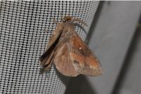Dendrolimus pini pini
